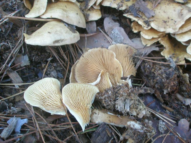 1_crepidotus_sp_1a.jpg