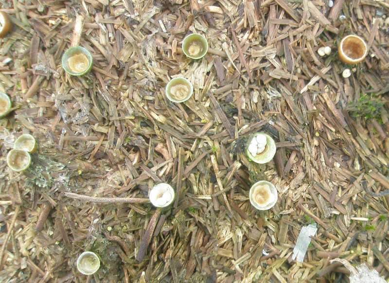 1_cyathus_sp_1.jpg