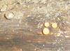 1_cyathus_sp_t1.jpg