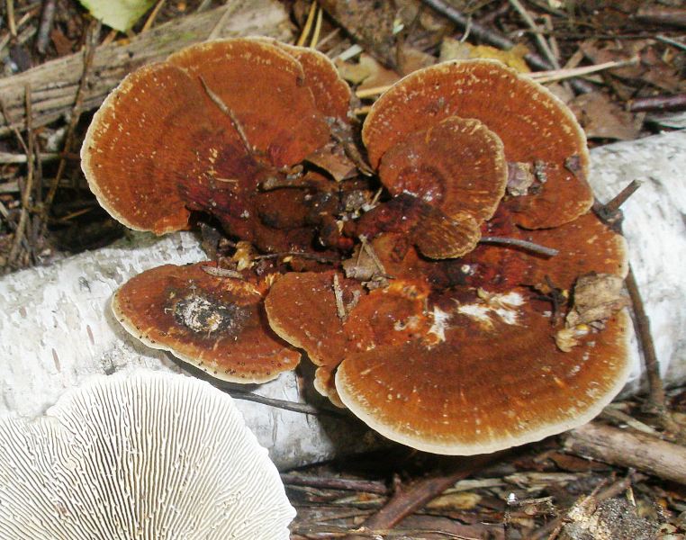 1_daedaleopsis_thricolor_1.jpg