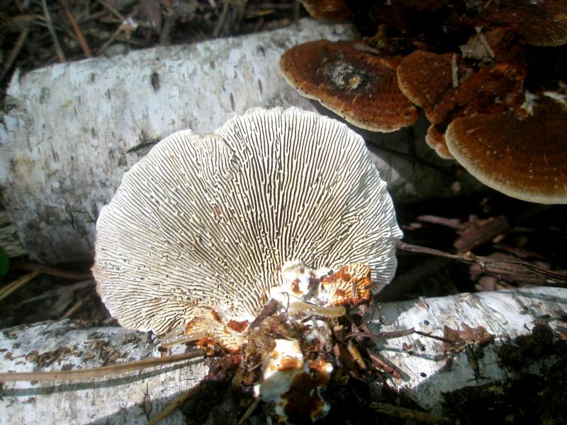 1_daedaleopsis_thricolor_1a.jpg