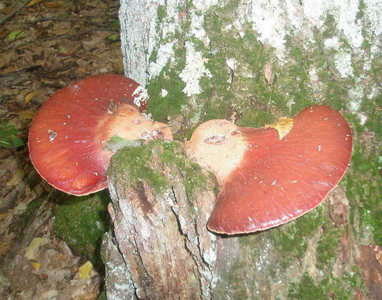 1_fistulina_hepatica.jpg