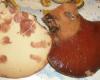 1_fistulina_hepatica_1a_t1.jpg