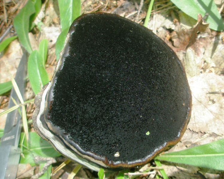 1_fomes_fomentarius_1.jpg