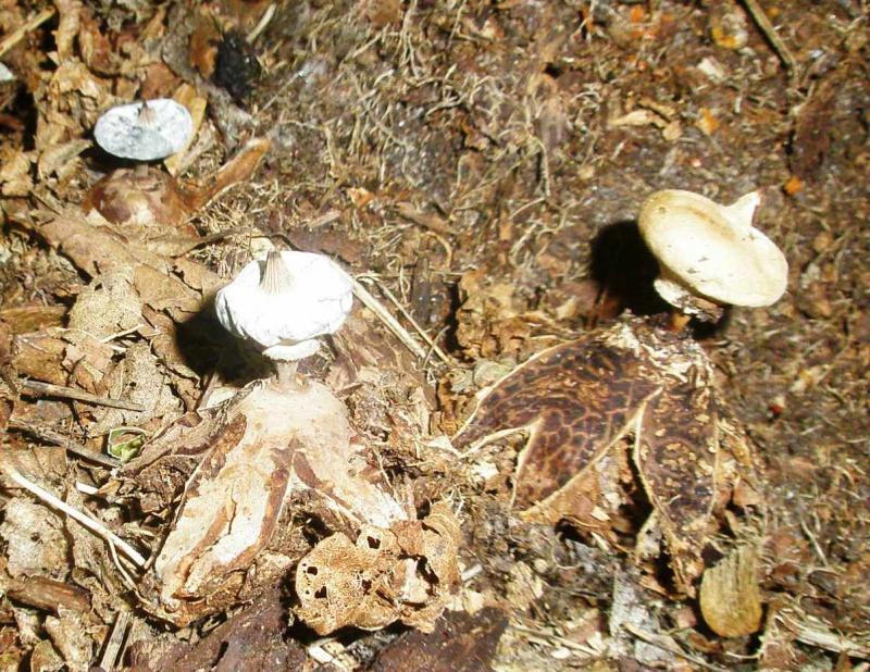 1_geastrum_pectinatum.jpg