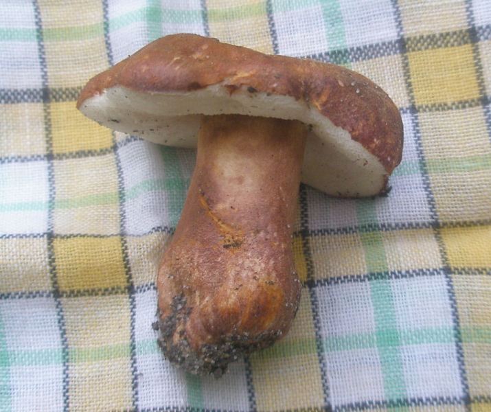 1_giroporus_castaneus.jpg