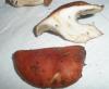 1_gomphydius_roseus_1_t1.jpg