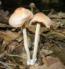 1_gymnopus_peronatus_1_t1.jpg