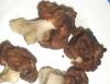 1_gyromitra_esculenta_1_t1.jpg