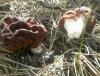 1_gyromitra_esculenta_1b_t1.jpg