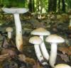 1_hygrophorus_eburneus_1_t1.jpg
