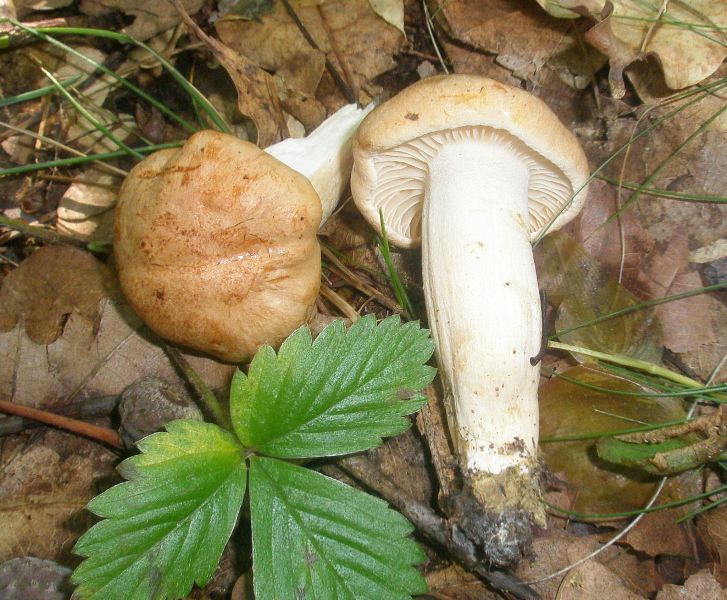 1_hygrophorus_nemoreus.jpg