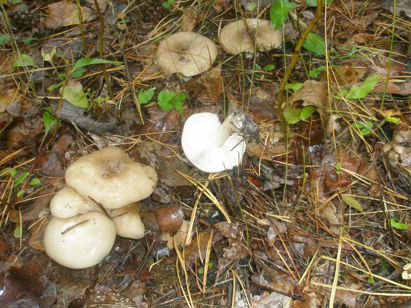 1_hygrophorus_sp_latitabundus_1.jpg