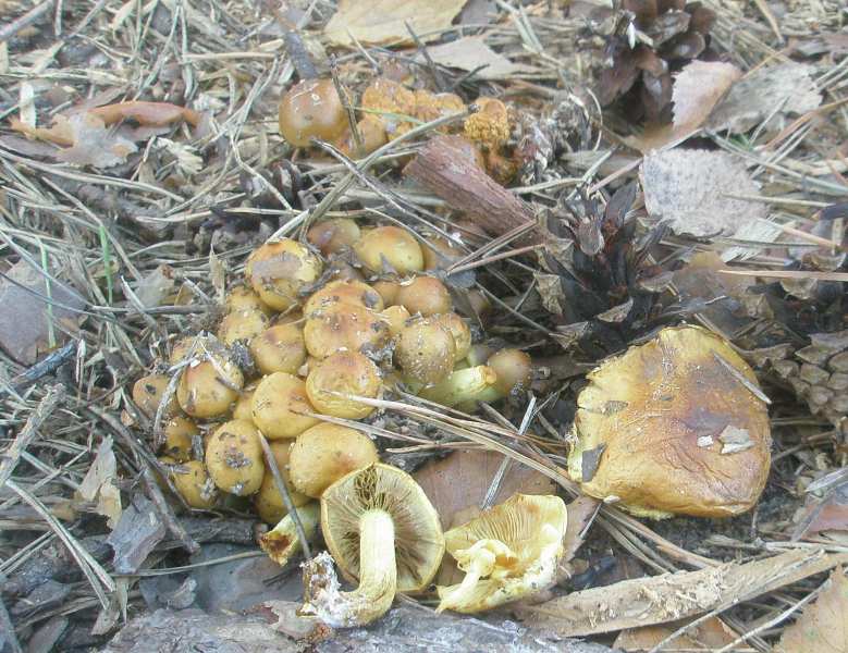 1_hypholoma_capnoides.jpg