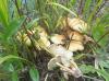 1_hypholoma_fasciculare_sp_t1.jpg
