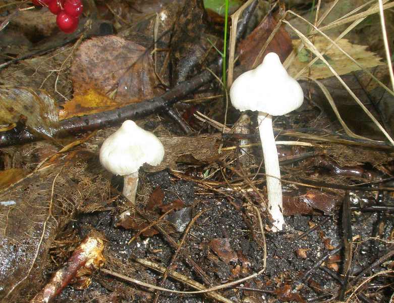 1_inocybe_geophylla_sp_1.jpg