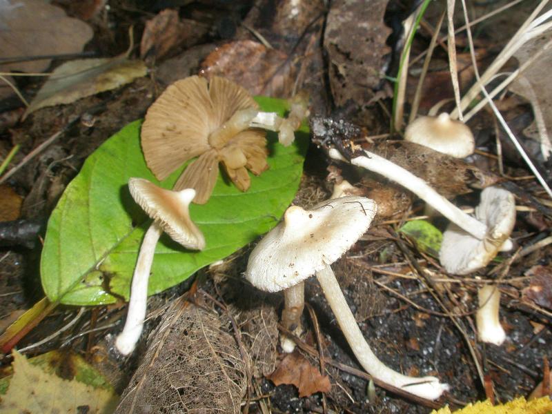 1_inocybe_geophylla_sp_1a.jpg