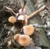 1_laccaria_bicolor_t1.jpg