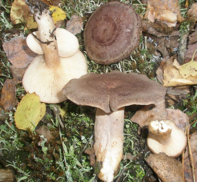1_lactarius_blennius_1.jpg