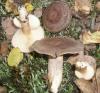 1_lactarius_blennius_1_t1.jpg
