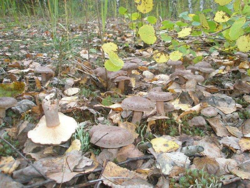 1_lactarius_blennius_1a.jpg