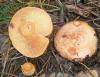 1_lactarius_deliciosus_2_t1.jpg