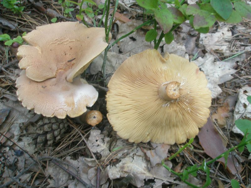 1_lactarius_helvus_1.jpg