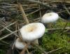1_lactarius_pubescens_1_t1.jpg
