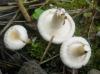 1_lactarius_pubescens_1a_t1.jpg