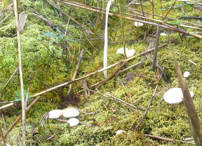 1_lactarius_pubescens_1b.jpg