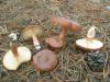 1_lactarius_rufus_1_t1.jpg