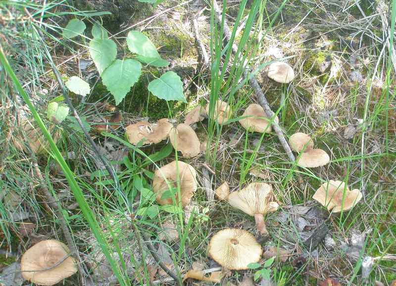 1_lactarius_sp_1.jpg
