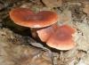 1_lactarius_subdulsis_t1.jpg