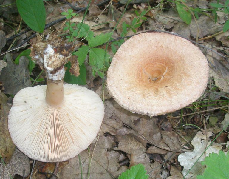 1_lactarius_torminosus.jpg