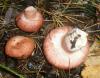 1_lactarius_torminosus_1_t1.jpg