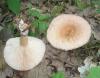 1_lactarius_torminosus_t1.jpg