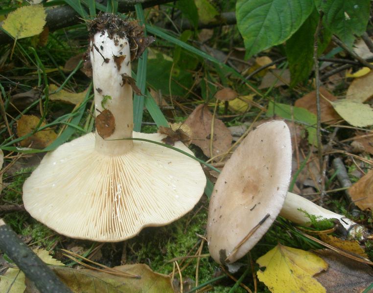 1_lactarius_trivialis_1a.jpg