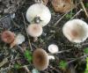 1_lactarius_vietus_1_t1.jpg