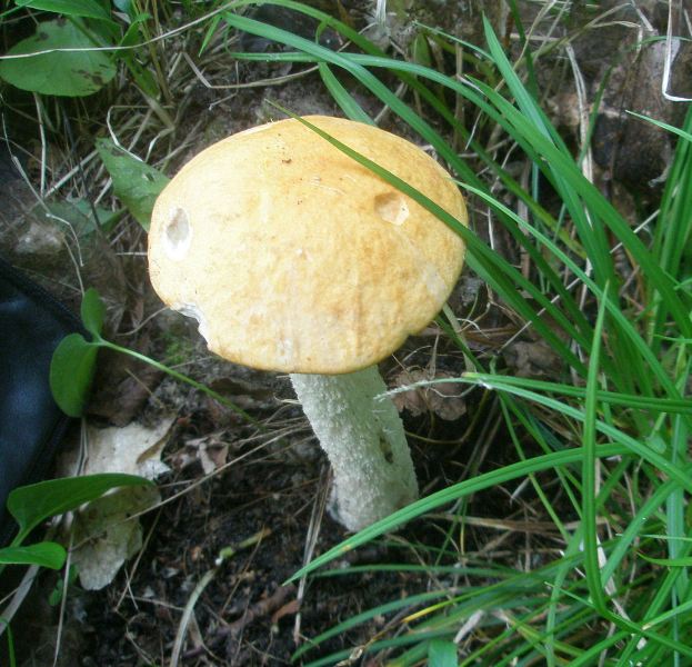 1_leccinum_aurantiacum_1.jpg