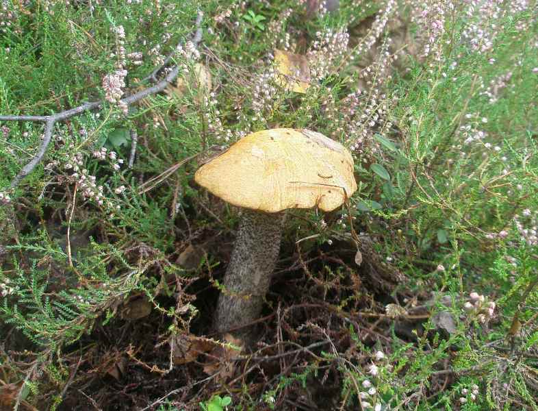 1_leccinum_versipelle.jpg