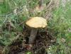 1_leccinum_versipelle_t1.jpg