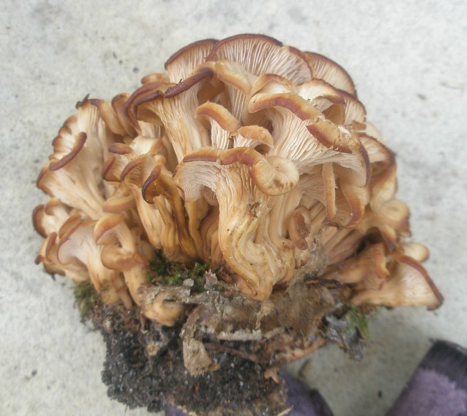 1_lentinellus_sp_craterellus.jpg