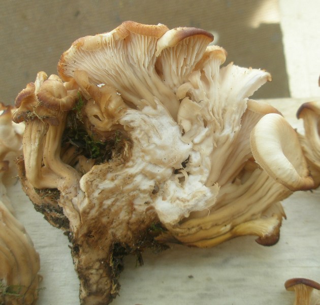 1_lentinellus_sp_craterellus_1a.jpg