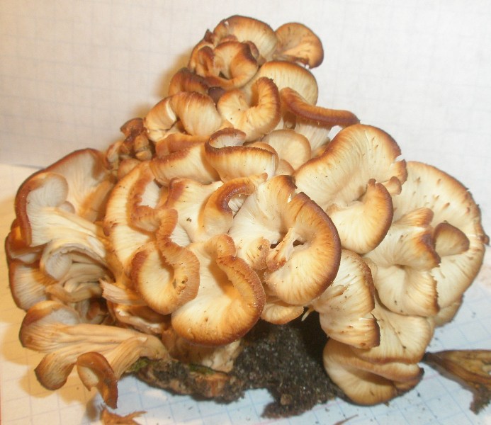 1_lentinellus_sp_craterellus_1c.jpg