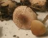 1_lepiota_castanea_1_t1.jpg