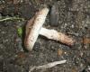 1_lepiota_castanea_1a_t1.jpg