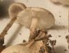 1_lepiota_castanea_1b_t1.jpg