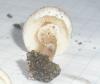1_lepiota_cristata_2a_t1.jpg