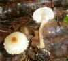 1_lepiota_cristata_3_t1.jpg