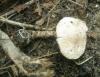 1_lepiota_sp_1_t1.jpg